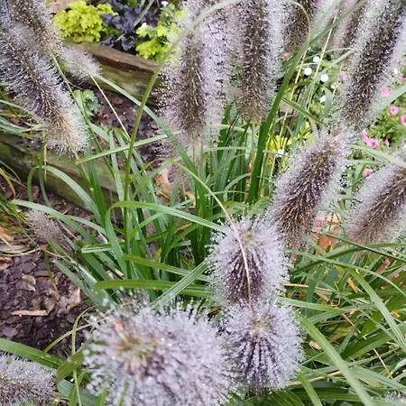 Przy Lesie - U Piotrusia