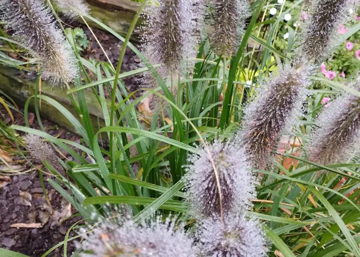 Przy Lesie - U Piotrusia